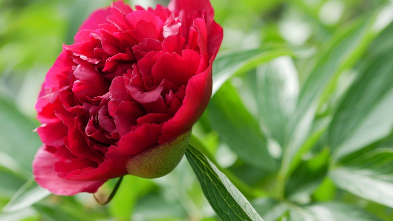 Pivoine