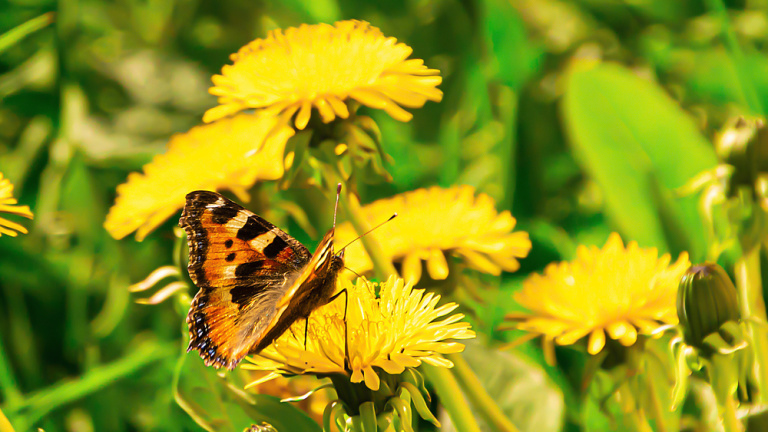 Papillon et pissenlit 