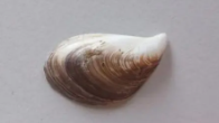 Moule quagga